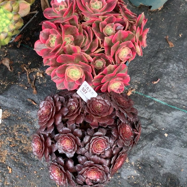 526.527多肉两棵包邮特价