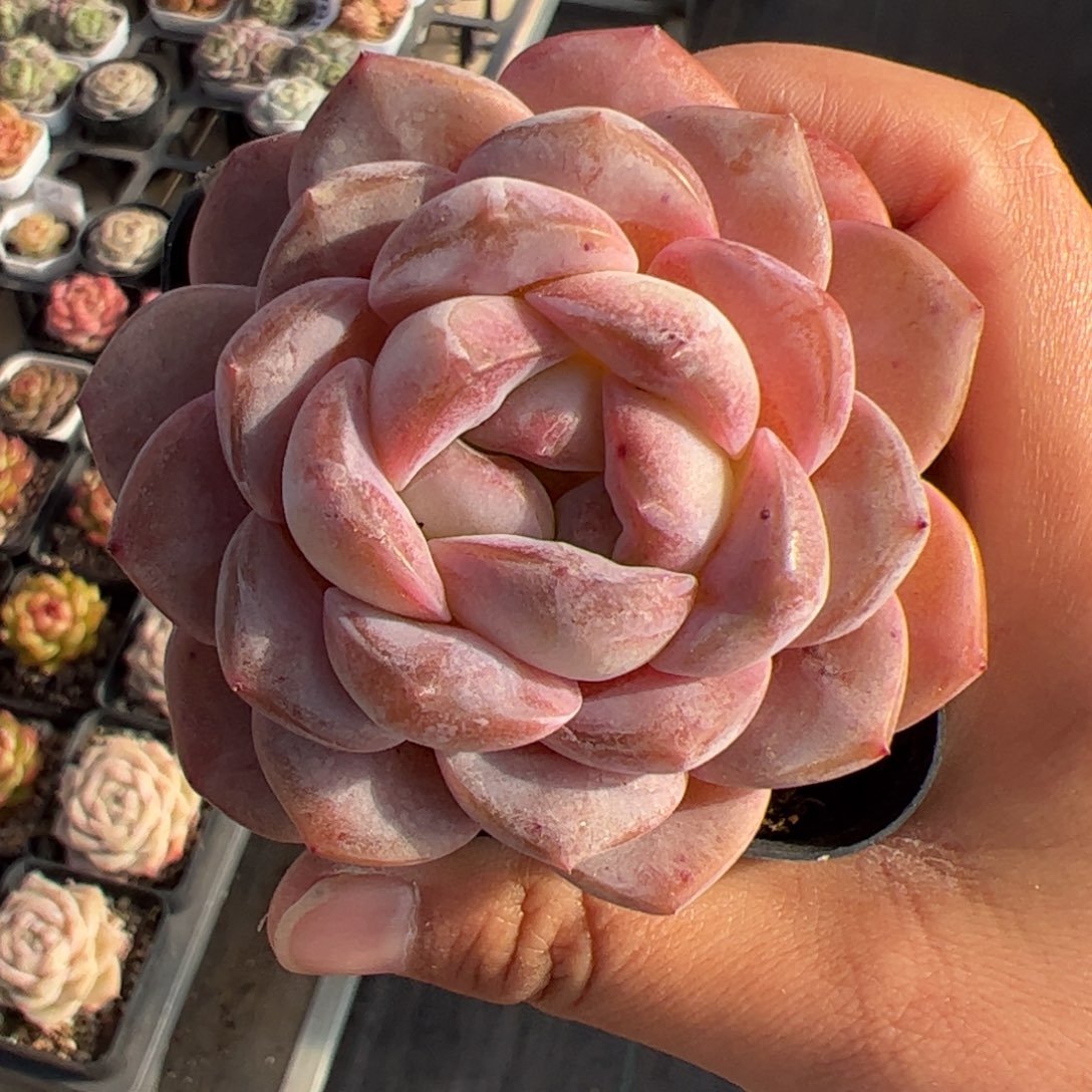 ****ᵔ407 满38包邮一物一拍