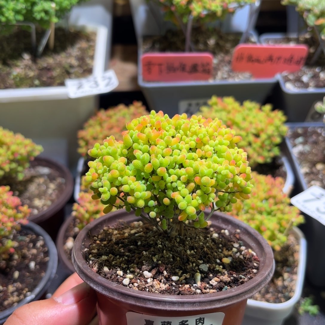 枝干番杏密橘糖球755