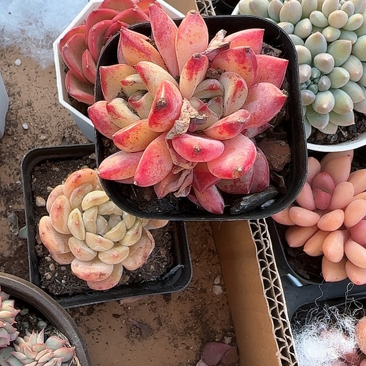 橙**贝青蛙王子儿童牙膏111