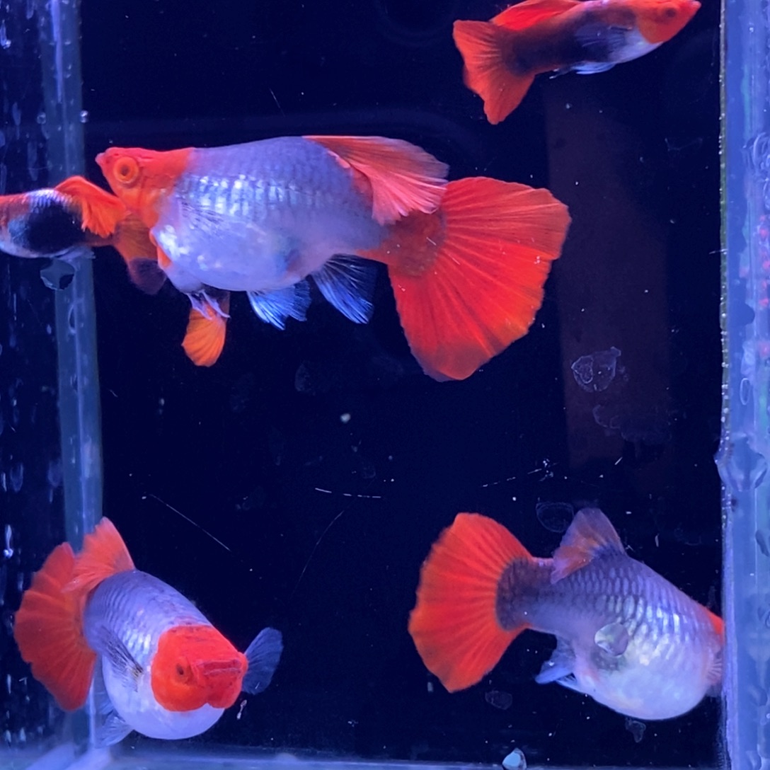 孔雀鱼大肚蓝贵族3对