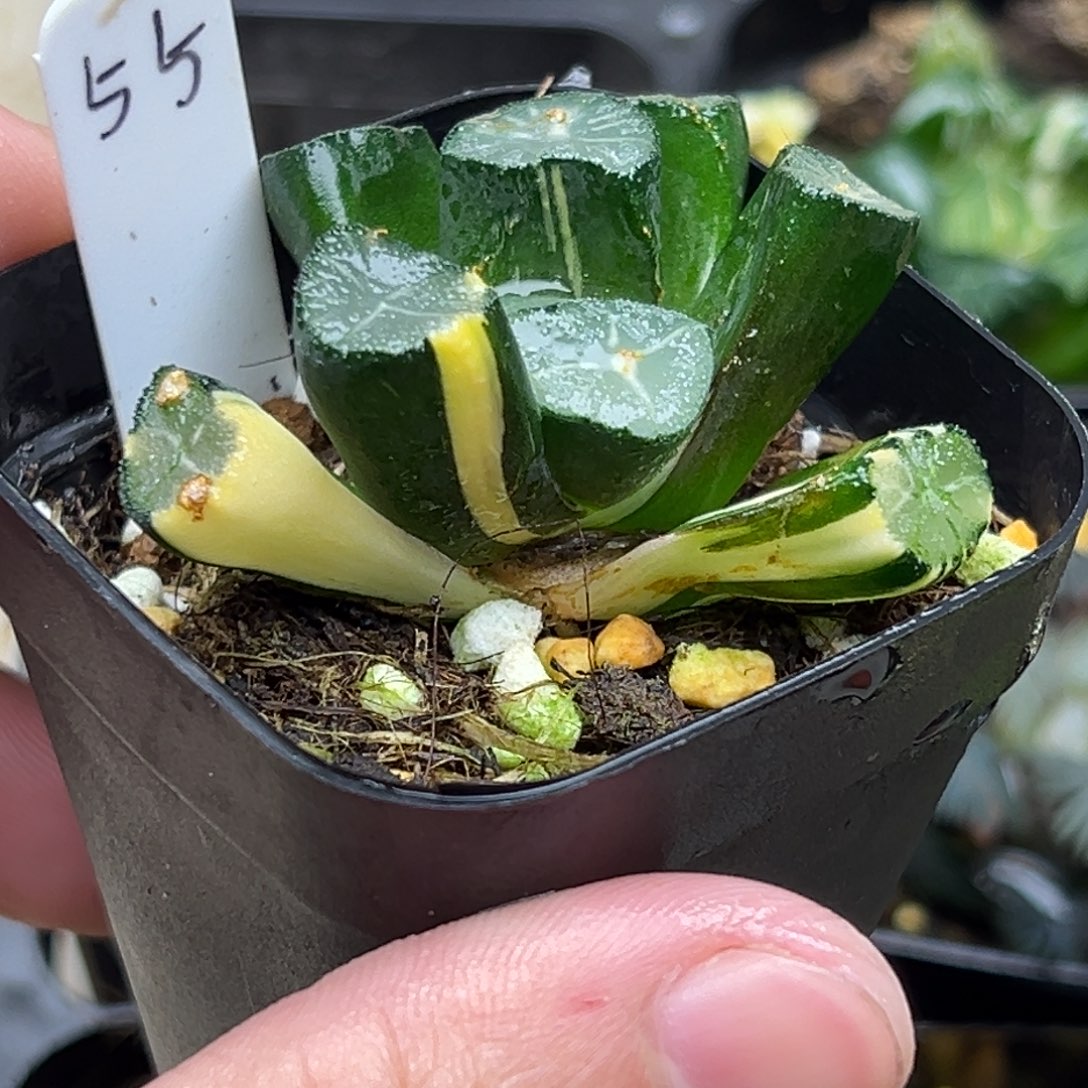 55玉龙万向锦一物一拍