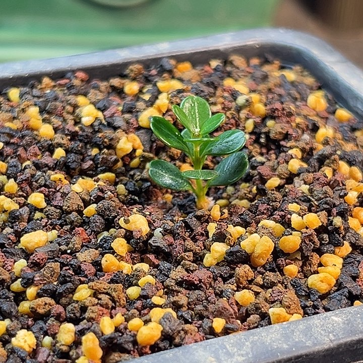 趁***好无花朵凤米黄杨一物一拍