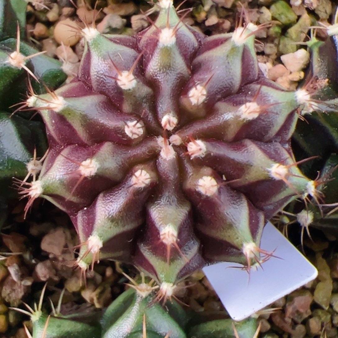 当前无花栽培后可以开花