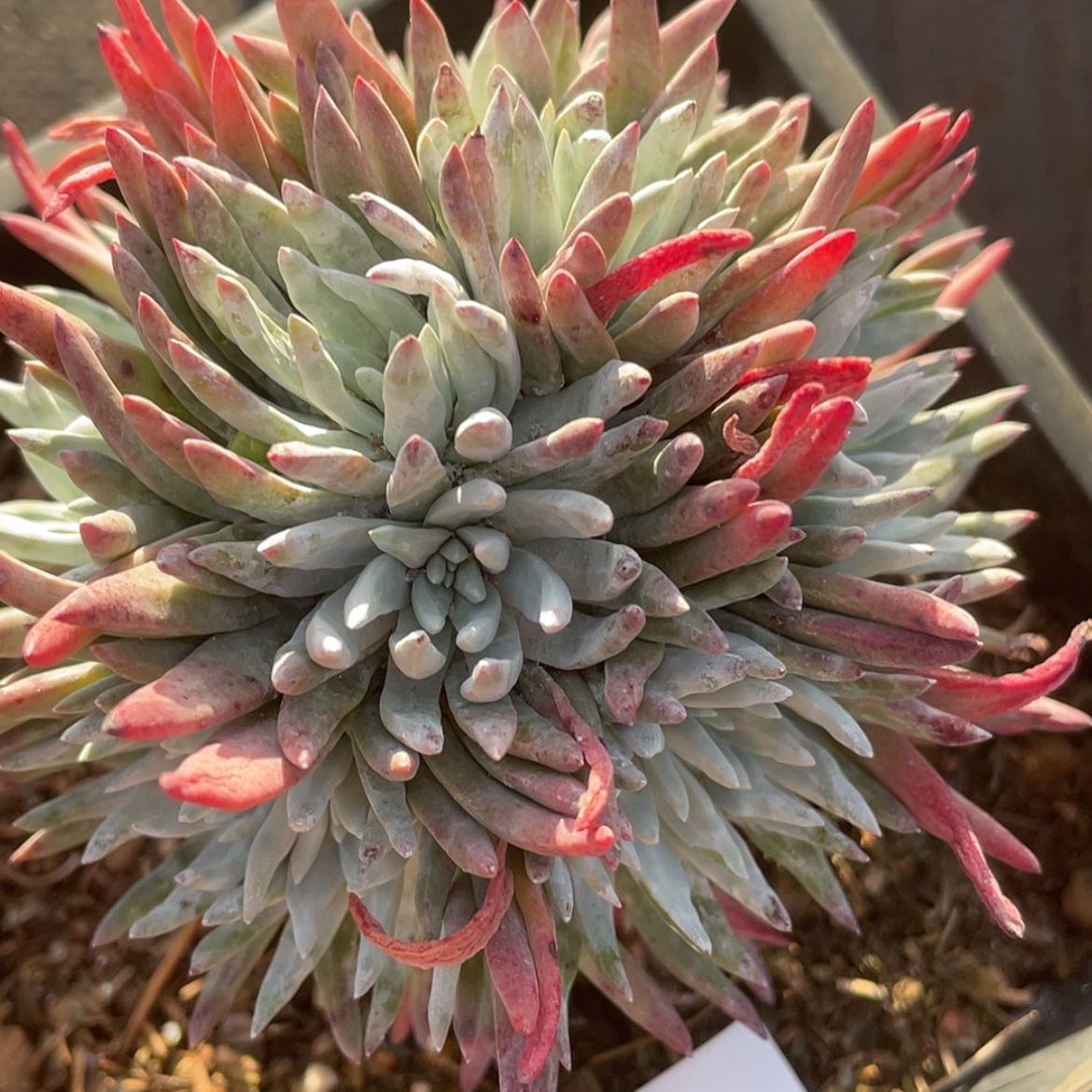 【闪购商品】6305雪花老庄