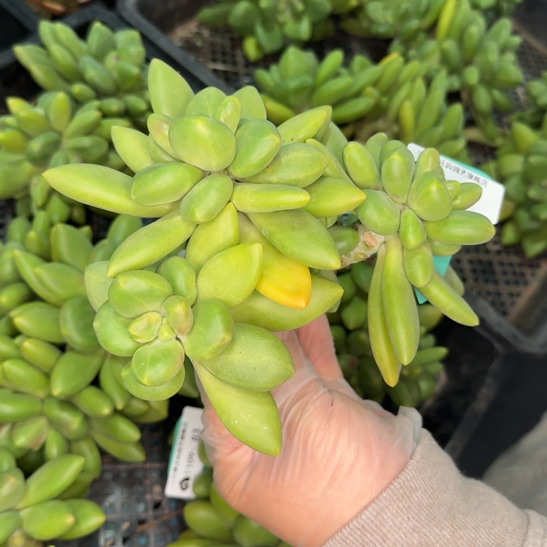 从前慢多肉精选编号1109.84