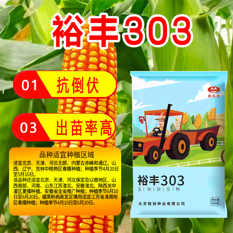 国审裕丰303玉米种子抗倒抗旱高产活秆熟稳产苞米种农科院正品