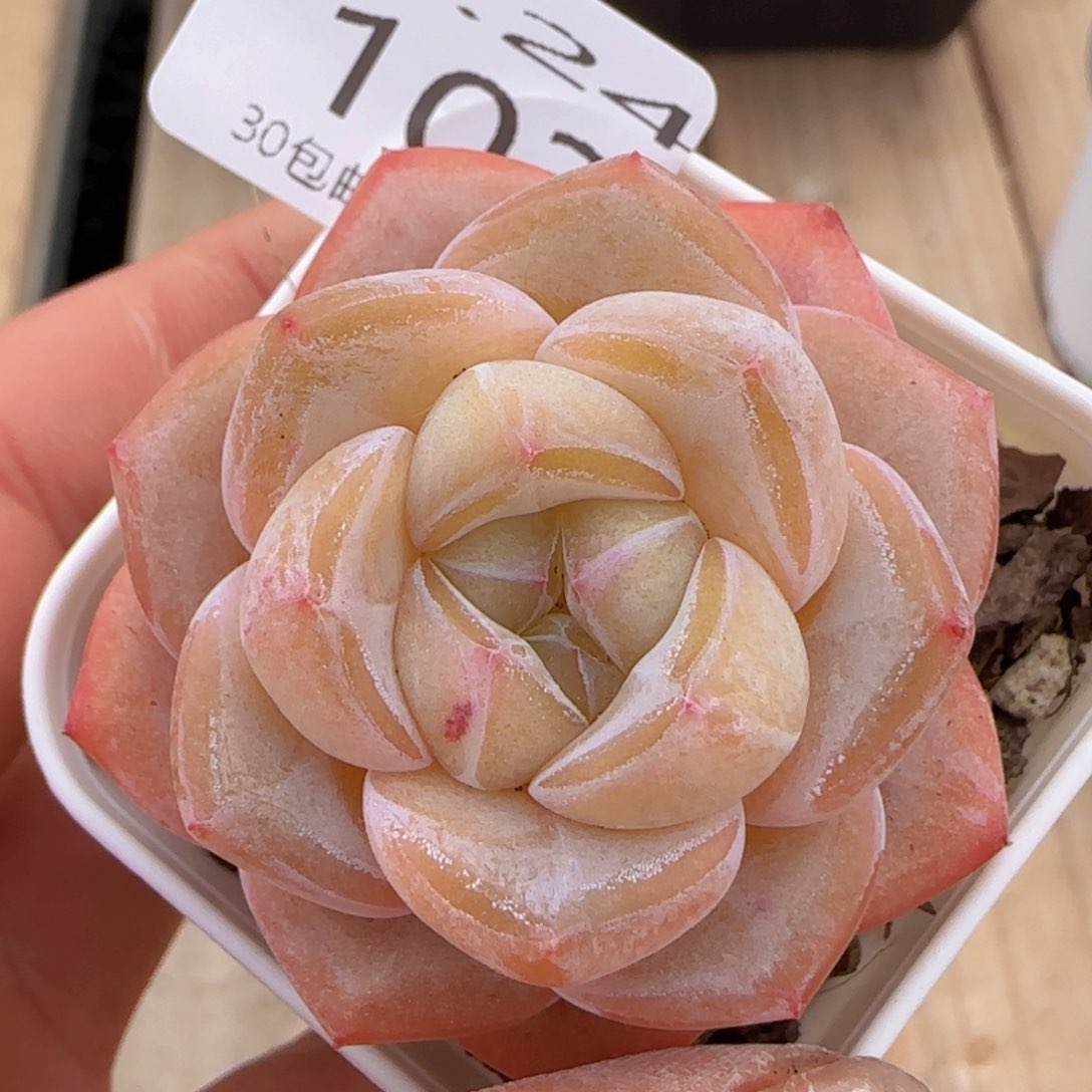 水晶鞋单头一颗脱土