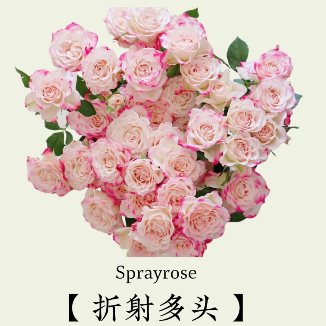 折射》全场鲜花两单送配草三单送花瓶 拒收不售后