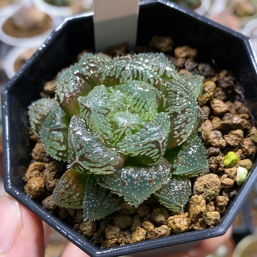 【闪购商品】209魔刺