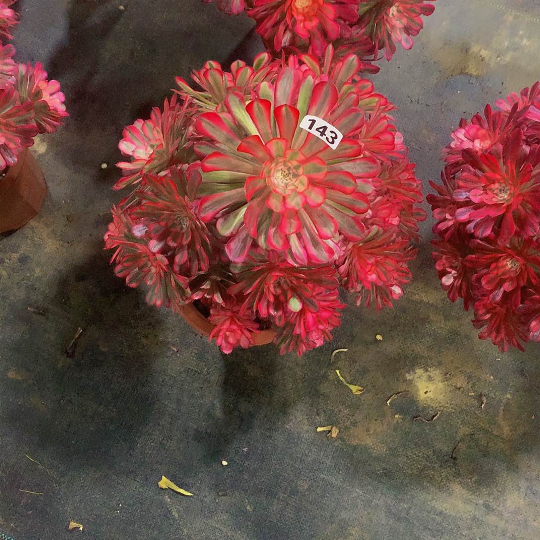 琪**卉143花8888888888