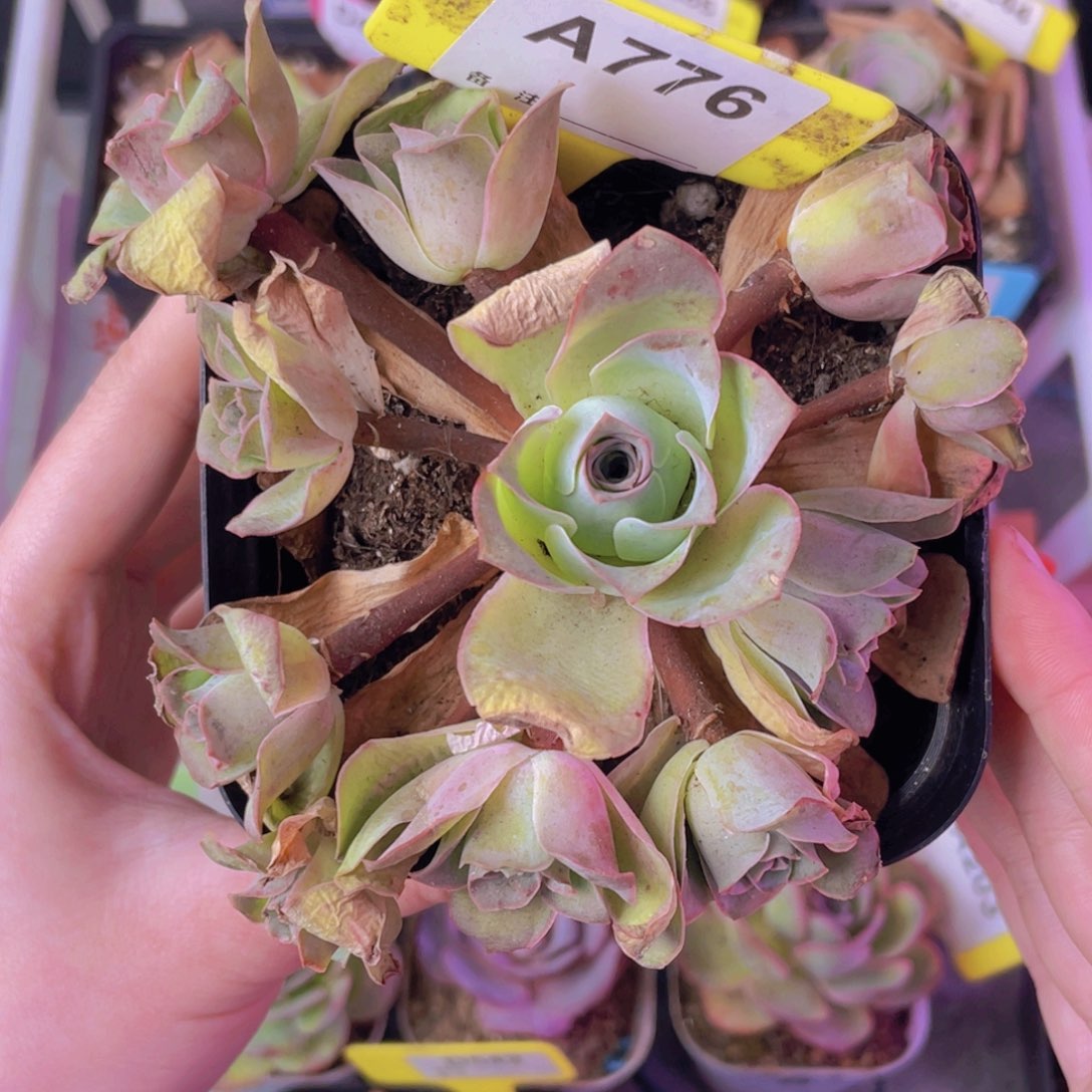 单品一物一拍776号