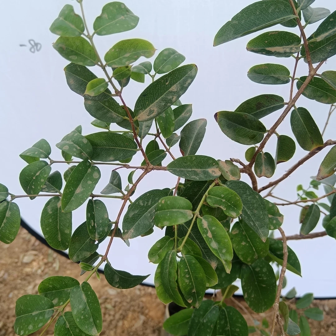 乔尼尔艾斯卡苹果树盆栽