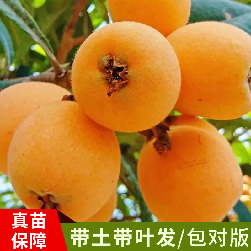 大果五星枇杷苗，白肉枇杷 苗嫁接枇杷苗，盘栽地栽南方北方种植