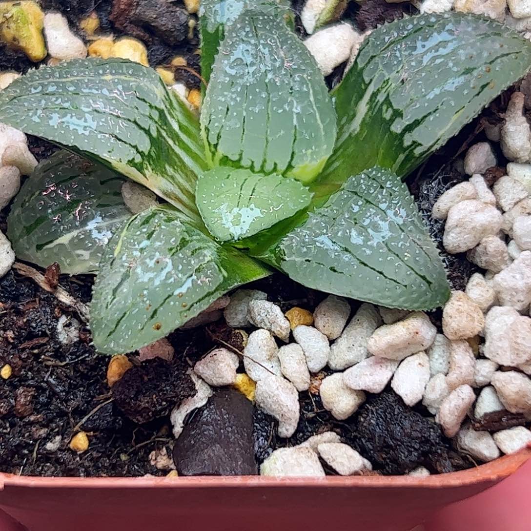 天空之镜锦十二卷多肉