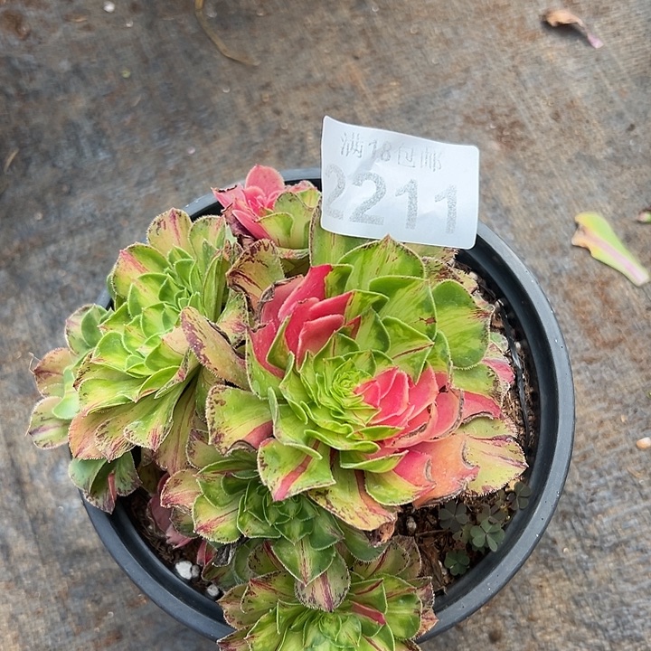 211知否多肉法师锦