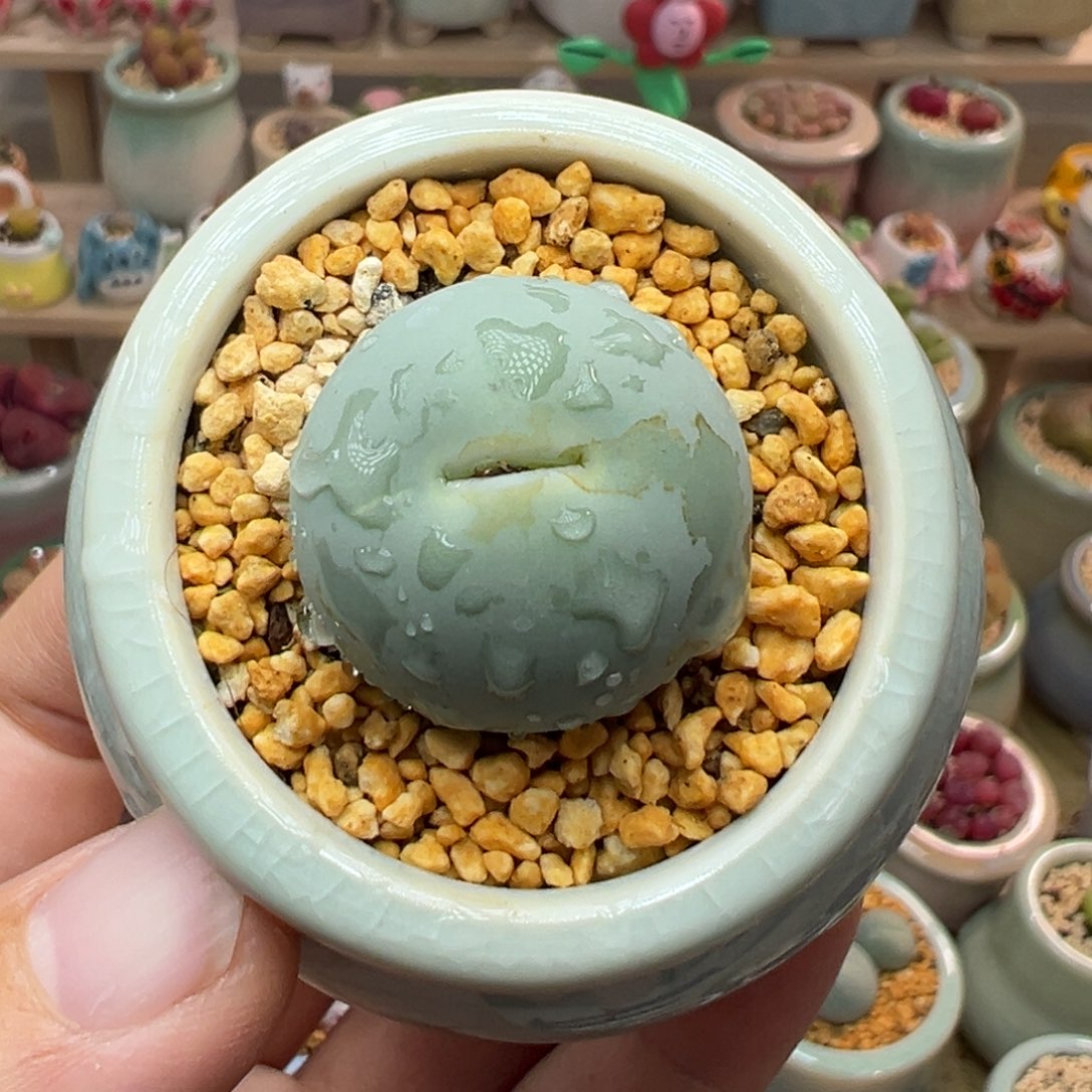 多肉植物7号鸽子蛋2.4厘米