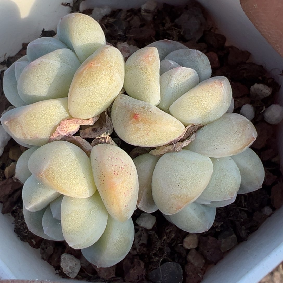 小卡拉米糖心一物一拍