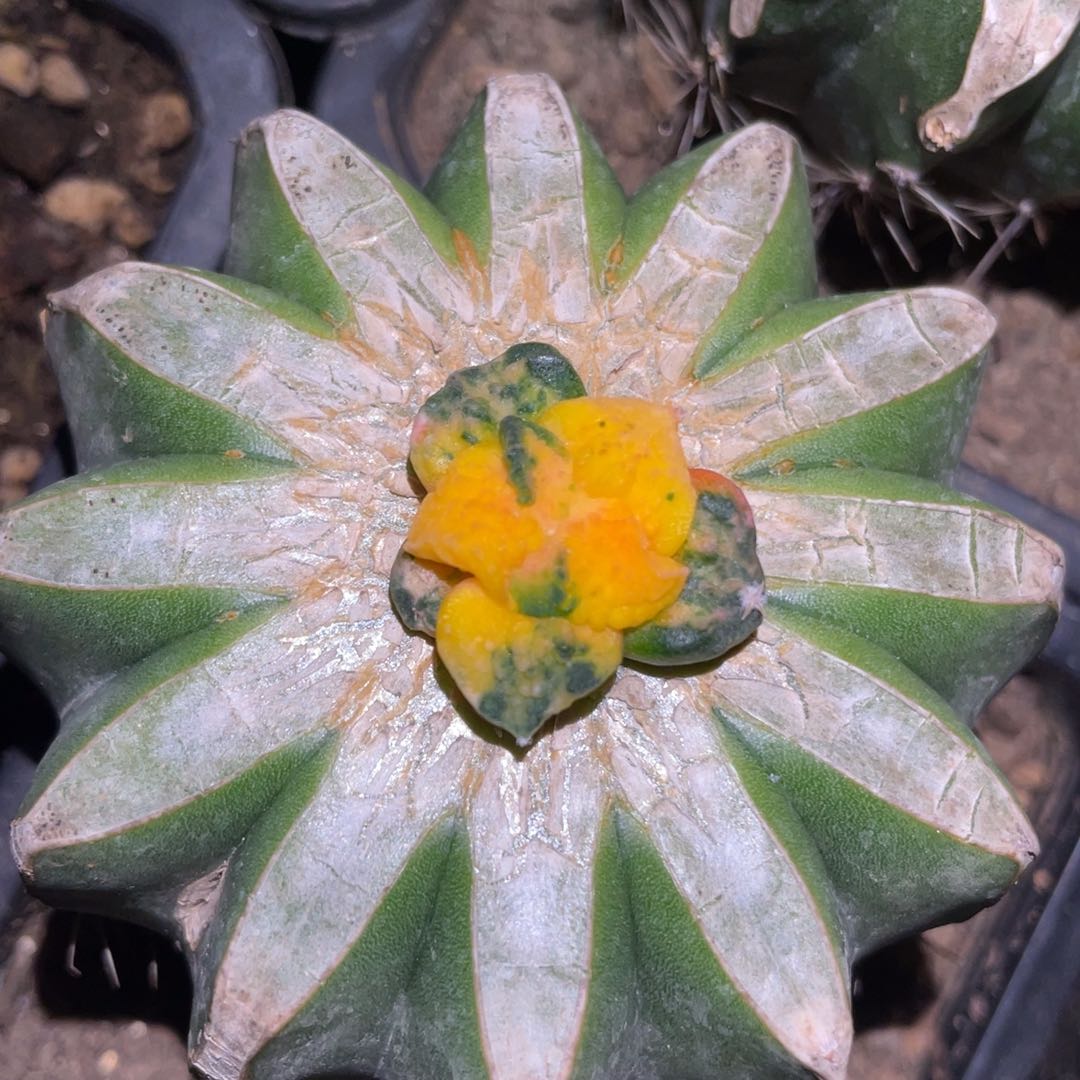 散斑菜花牡丹锦小苗