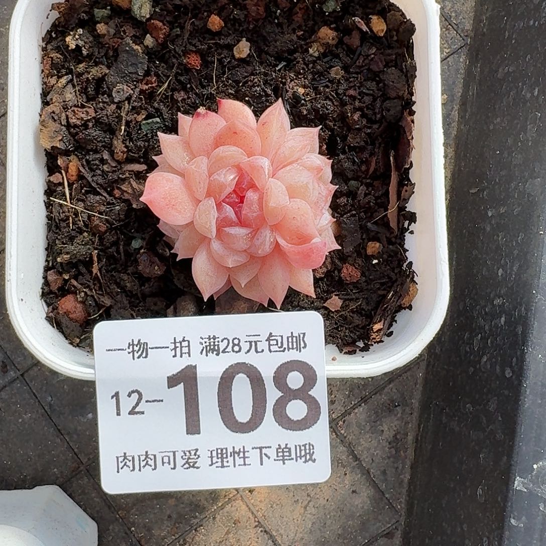云岚无盆土发货无盆