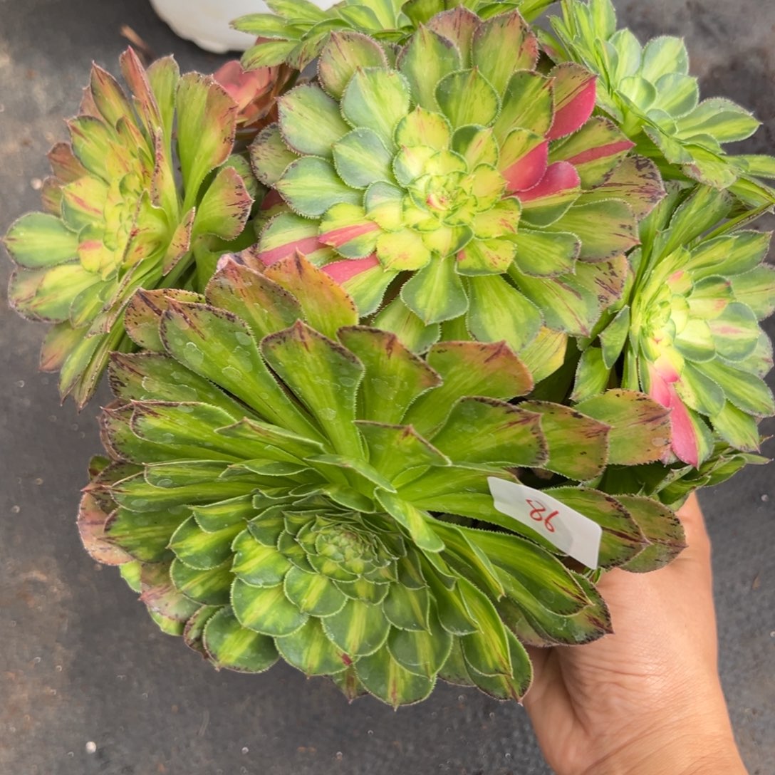 86知否多肉嘻嘻嘻