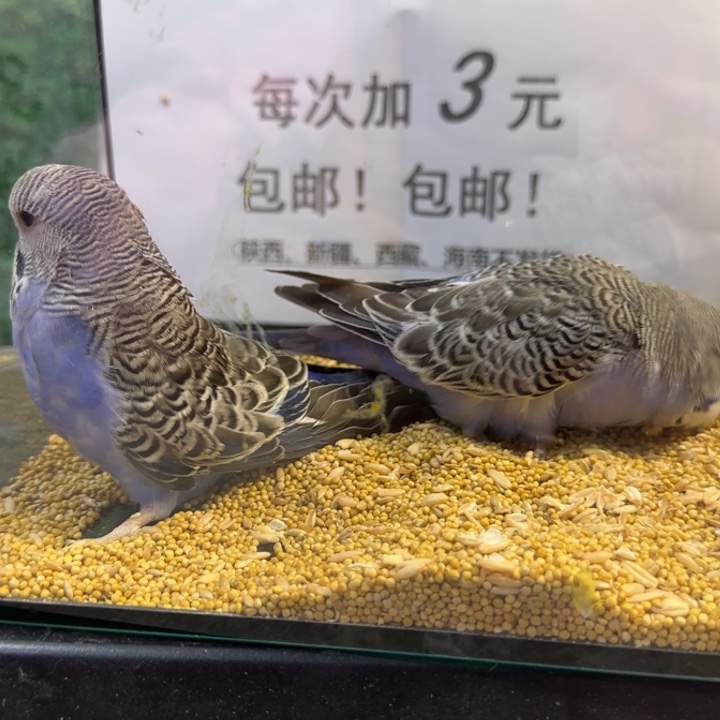 虎皮鹦鹉大头虎皮鹦鹉