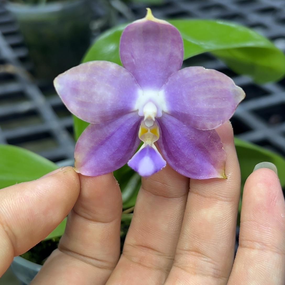 完全开放l330三寸ys1209