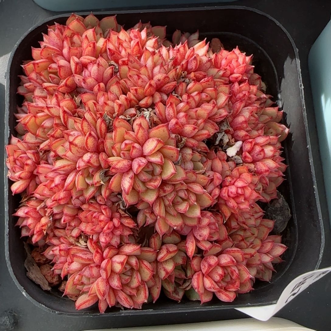 花语逸境0210-525