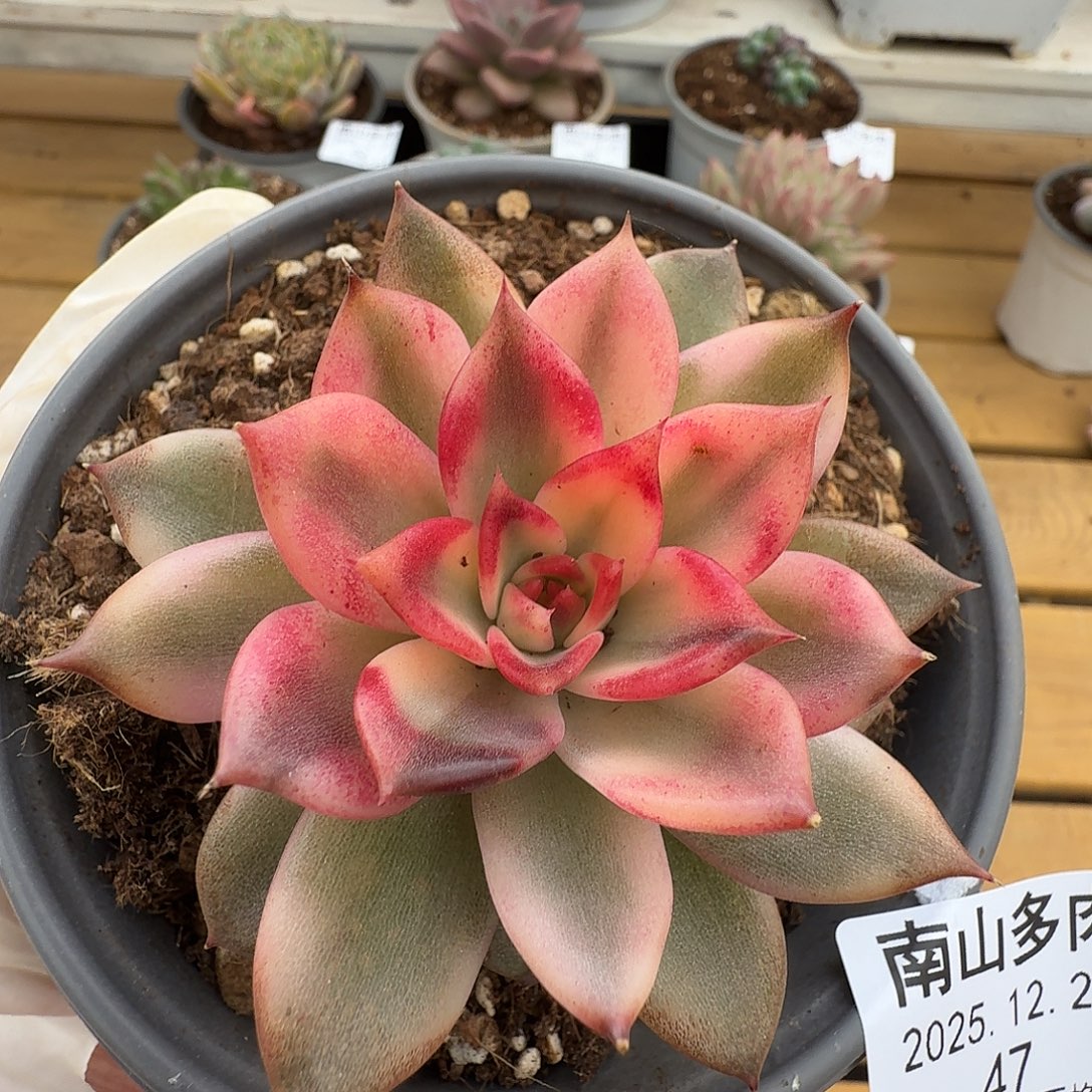 火焰山锦1111227-47