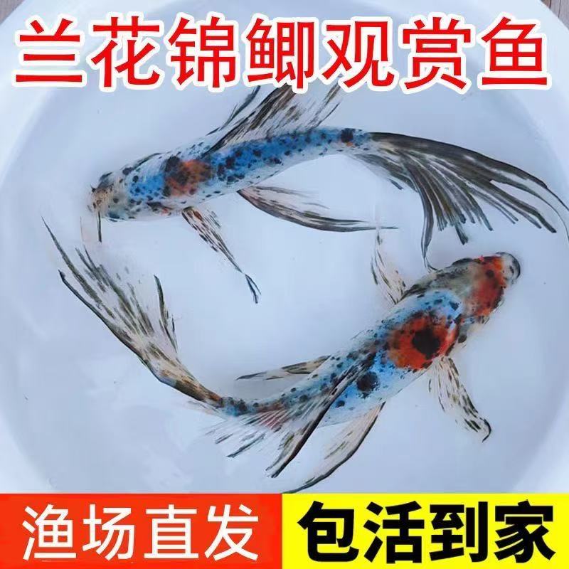 精品水墨兰花草4-6厘米19条冷水鱼好养耐活观赏鱼金鱼包邮