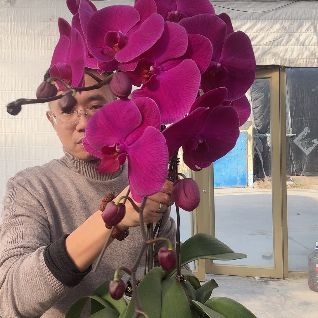 完全开放大花龙兰气质3.5寸杯