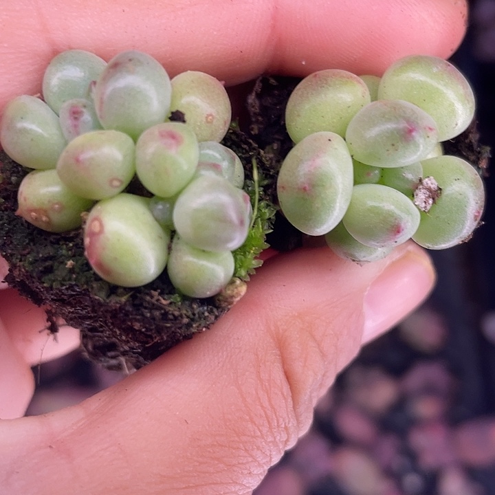 绿豆单双发3颗满18包邮