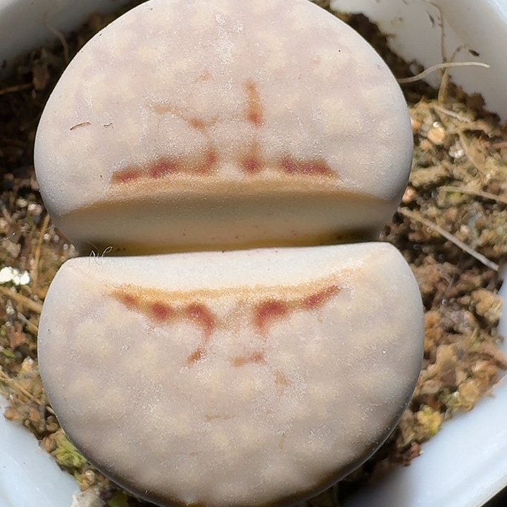 生石花122221。   359