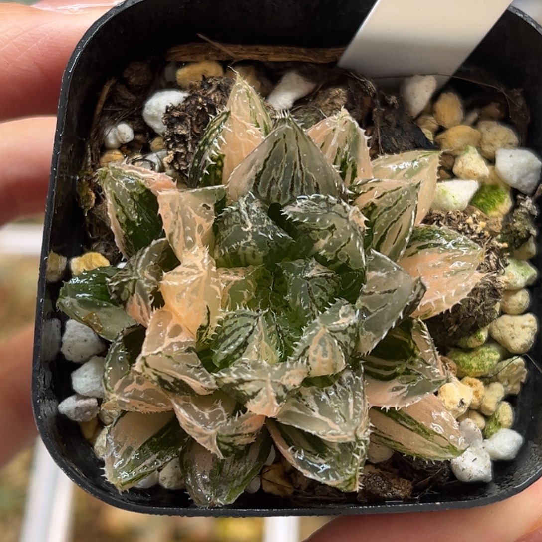 6小叶楼兰玉露锦福利专场