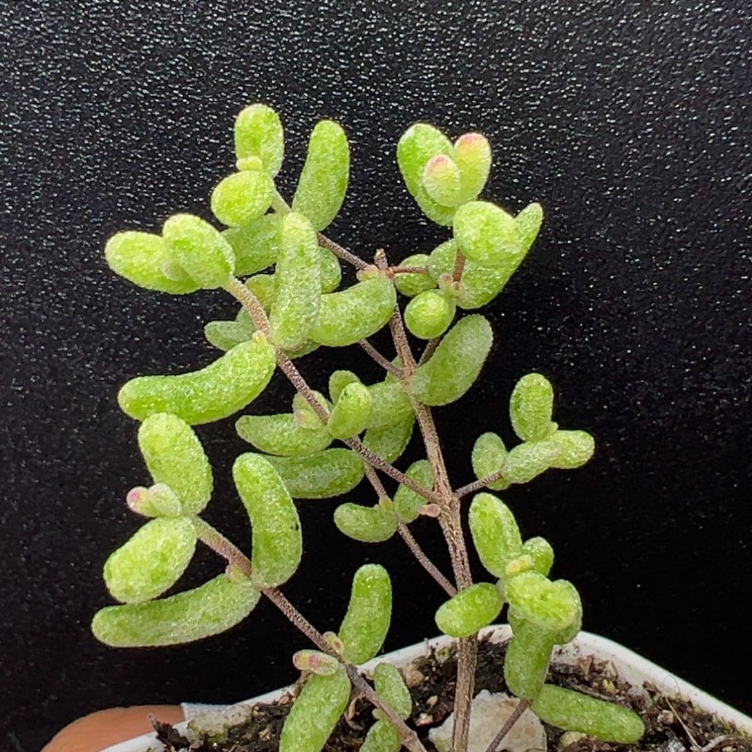 dy3592糖球白糊斑锦盆口5cm