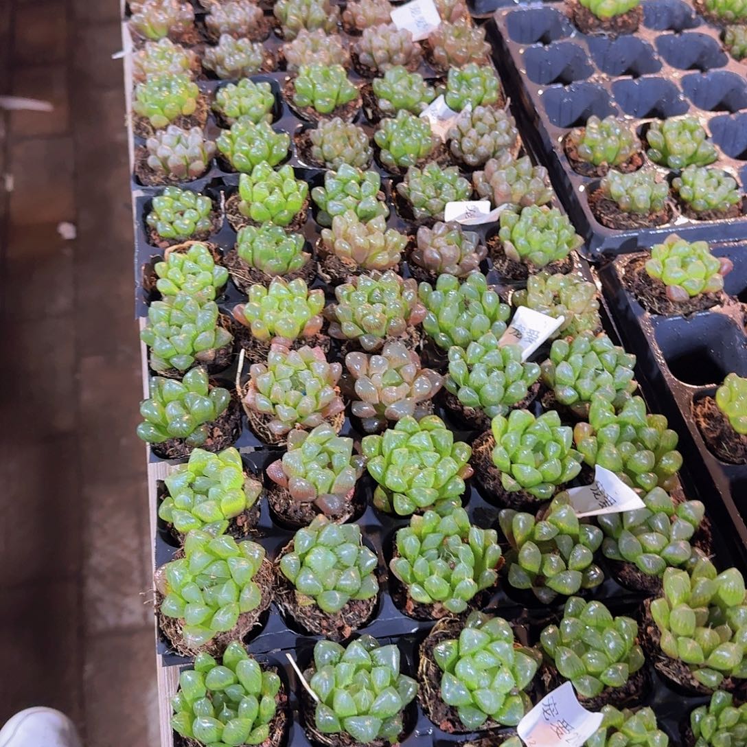 50孔玉露10颗福利量拍