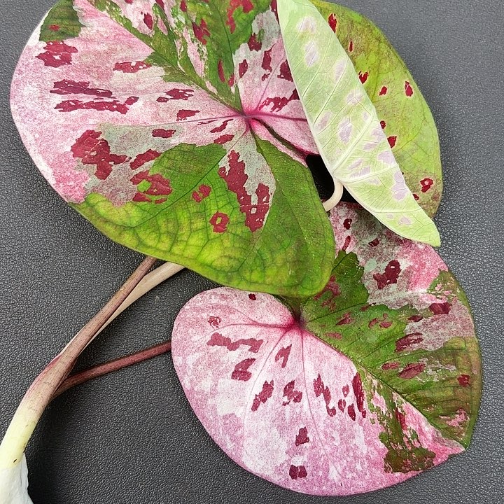 107-0803Rose现货发