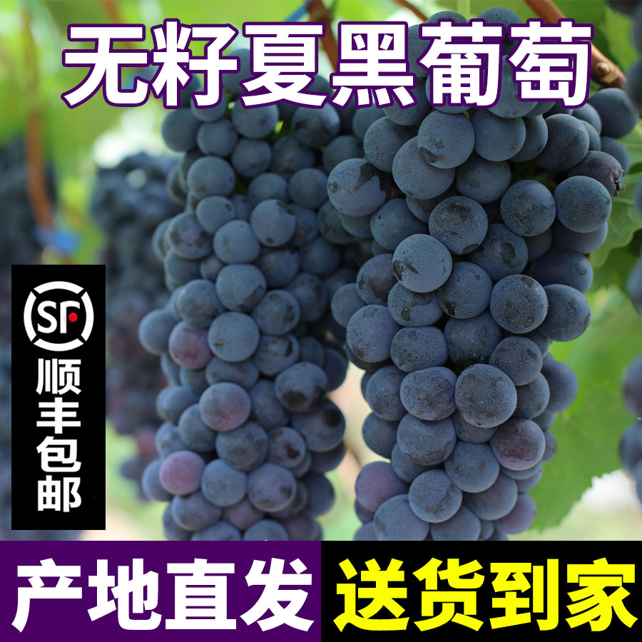 【顺丰包邮】夏黑葡萄脆甜多汁无籽葡萄新鲜采摘应季水果产地直发