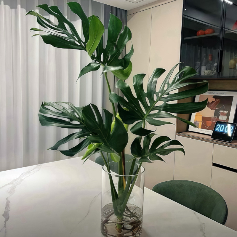 【80-90】大型龟背竹水培盆栽绿植室内除甲醛净化空气水培植物