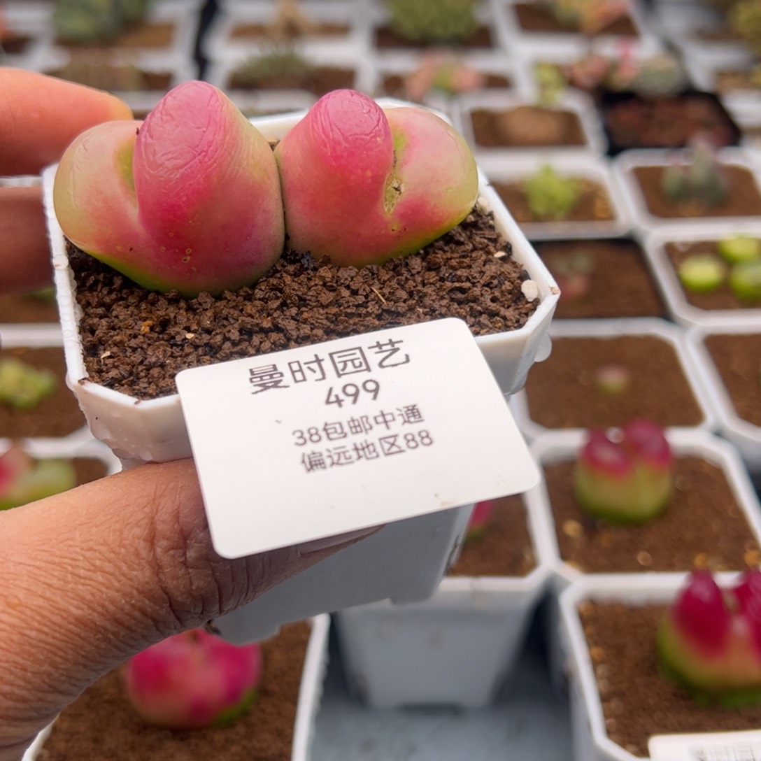 2.11毛毛多肉植物组合499
