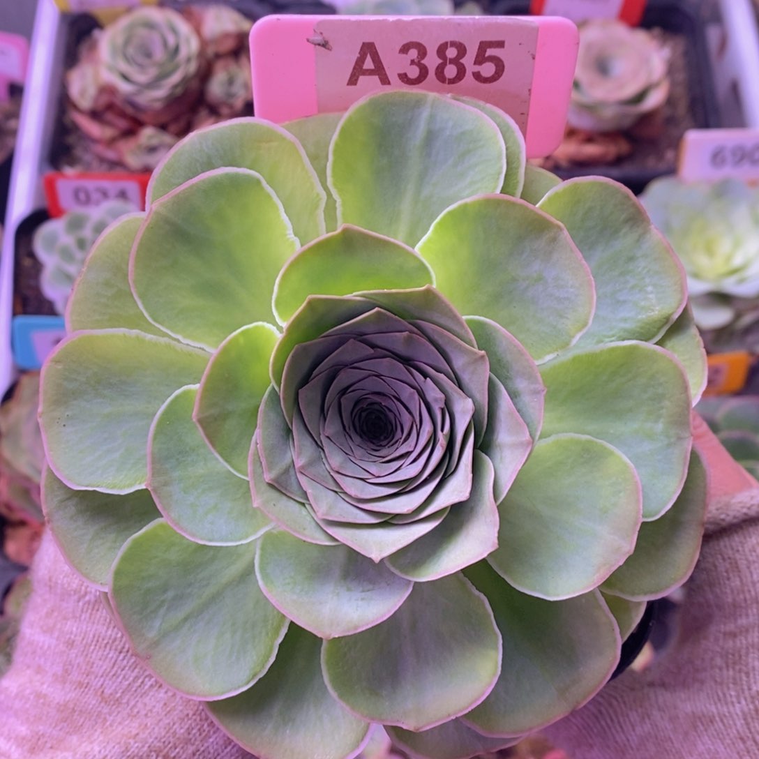 山地玫瑰一物一拍A385