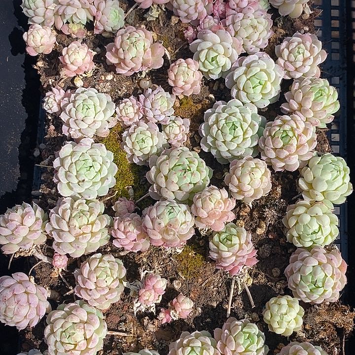 248 多肉植物盆栽花卉植物