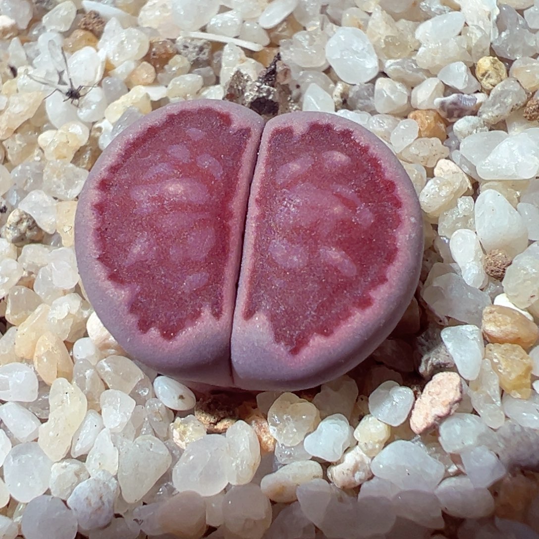 101-140多肉多肉紫菊