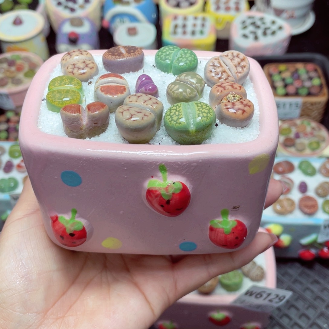 w6130 -零下地区拍保温箱-15支持寄养