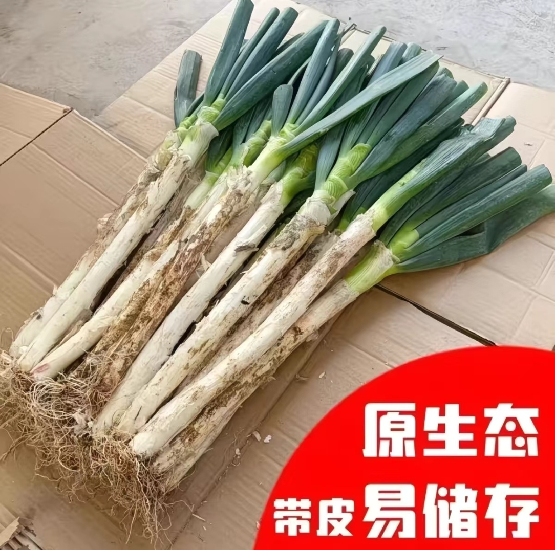 现挖现发正宗山东大葱新鲜带皮去半叶易储存蘸酱嫩葱