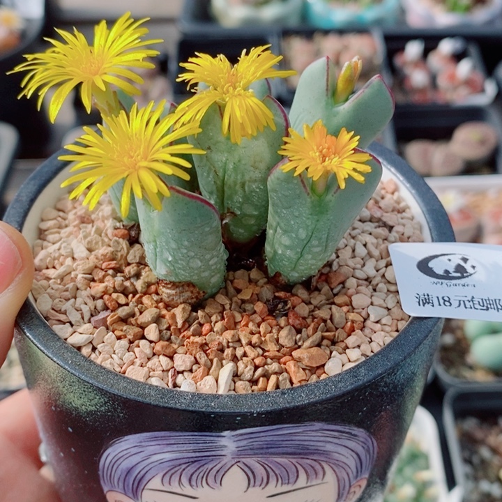 生石花花花花花花848