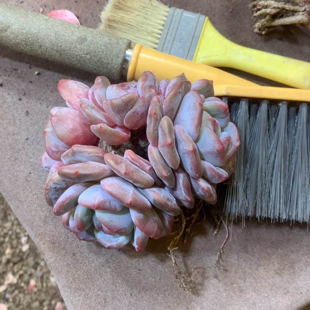 T****哈哈哈哈哈哈哈哈石榴籽