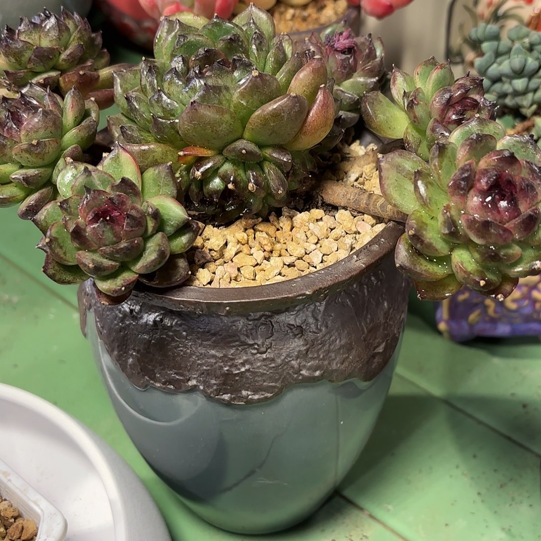 多肉植物啦啦啦啦啦