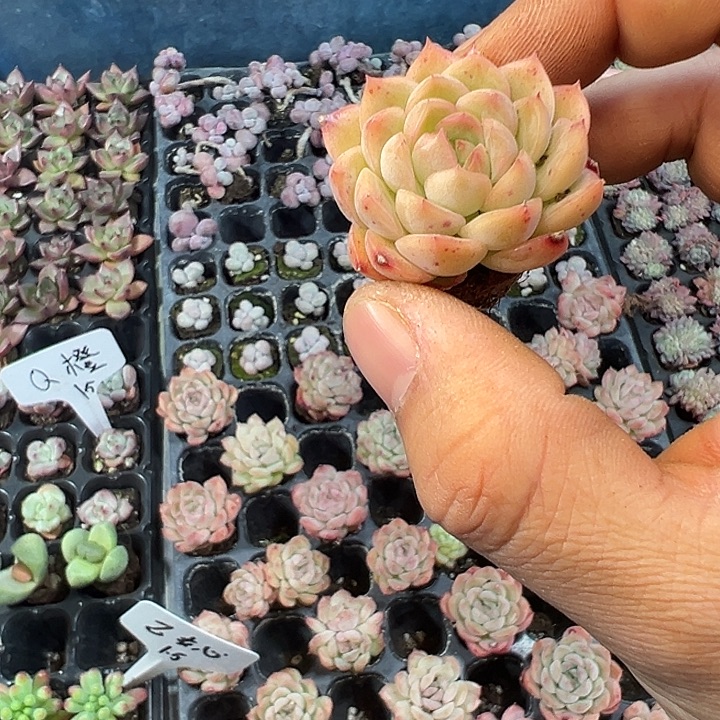 大号梦幻泡影 满10颗包邮