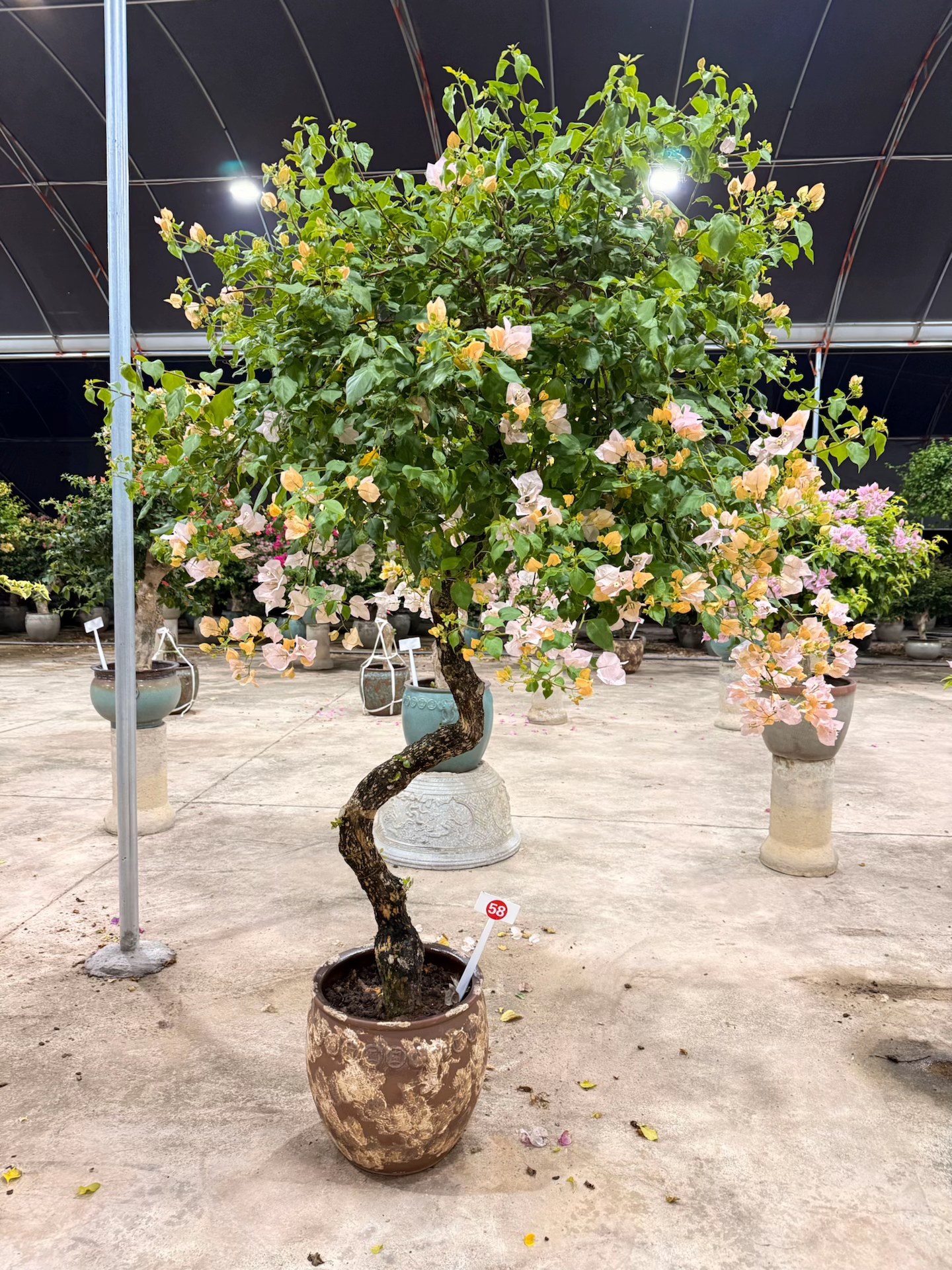 三角梅盆景老桩一物一拍